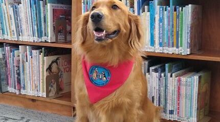 Rosie Posey the Therapy Dog